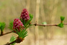 Lärchenblüte