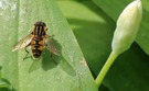 Sumpfschwebfliege auf Bärlauchblatt