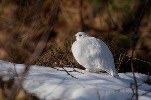 viel schnee gab es ja nicht mehr . . .