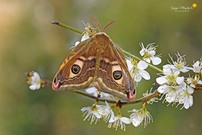 Südliches Kleines Nachtpfauenauge (Saturnia pavoniella)