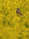 Braunkehlchen ( Saxicola rubetra )