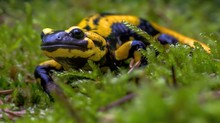 Feuersalamander ( salamandra salamandra )