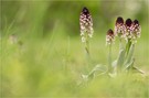 Brand-Knabenkraut (Neotinea ustulata)