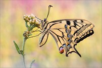 Schwalbenschwanz (Papilio machaon)