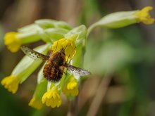 Angedockt. Der Wollschweber (Bombyliidae)