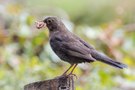 Lieferdienst Amsel