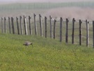 Großer Brachvogel