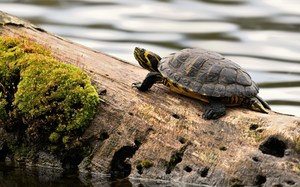 Gelbwangen Schildkröte