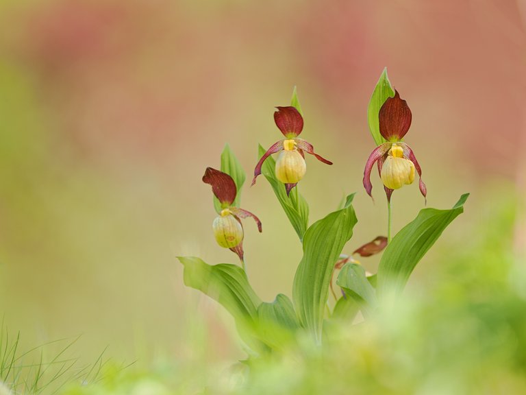 Die Frauenschuh Orchideen