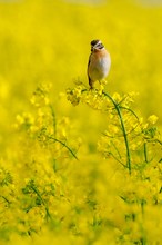 Braunkehlchen ( Saxicola rubetra )