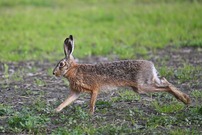 Hase (Lepus europaeus)