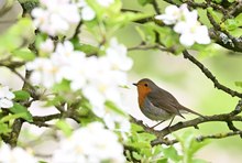 Rotkehlchen im Apfelbaum