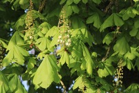 Erste Blüten der Roßkastanie