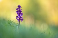 ... die ersten Orchideen