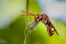 Wespenbiene (Nomada sp.) an Vergissmeinichtblütenknospe