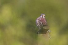 Turmfalke  in Abendlicht