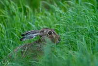 Versteck spielen