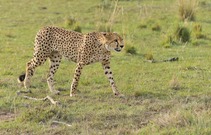 Cheetah