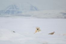 Eisbär am Riss