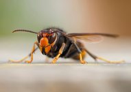 Asiatische Hornisse (Vespa velutina)