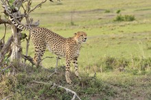 Cheetah (2)