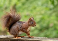 Eichhörnchen