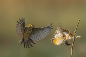 Braunkehlchen vs. Wiesenpieper