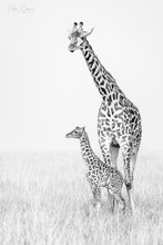 Beschützerin - Giraffendrama #4