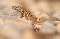 Auf den warmen Steinen...