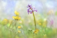 Orchis militaris ...,