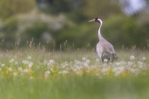 Im Blütenmeer