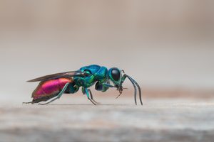 Gemeine Goldwespe (Chrysis ignita)