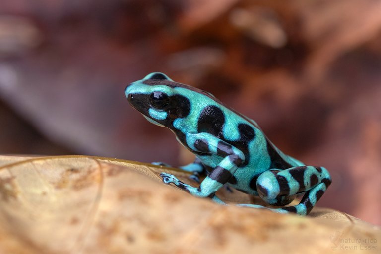 Dendrobates auratus - Karibik