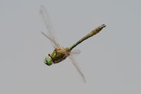 Flying Emerald