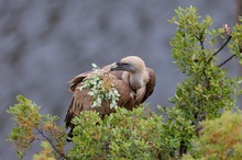 Gänsegeier beim Blümerlpflücken