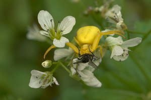 Krabbenspinne