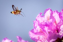 Flinker Flieger am Rhododendron