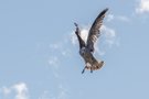 Möwe im Landeanflug