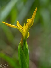 Wildgewachsene Iris pseudacorus