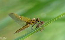 Die Wunder der Natur