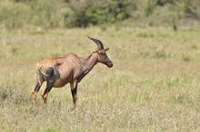 Serengeti-Topi