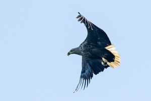 Seeadler irgendwo auf Föhr