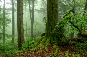 Auf dem Ernstberg