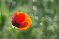 Mohnblume