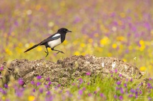 Frühling in Spanien