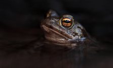 Schöne Augen...