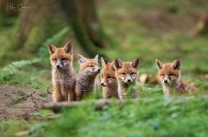 Gleich fünf kleine Herzensbrecher