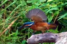 Eisvogel startet zum Fischfang