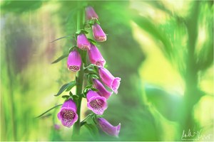 Digitalis