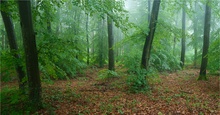 Regentag im Wald